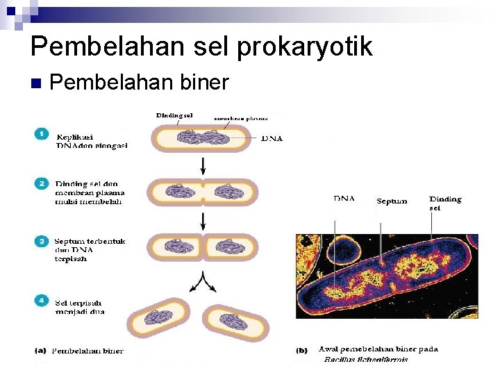 Pembelahan sel prokaryotik n Pembelahan biner 