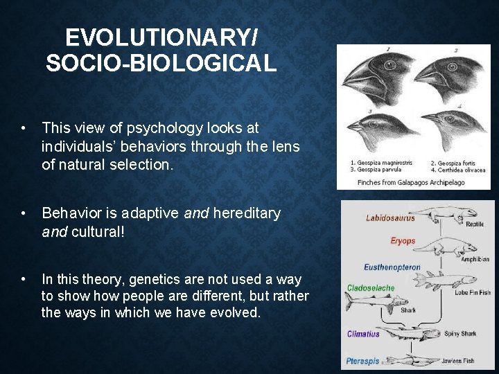 EVOLUTIONARY/ SOCIO-BIOLOGICAL • This view of psychology looks at individuals’ behaviors through the lens