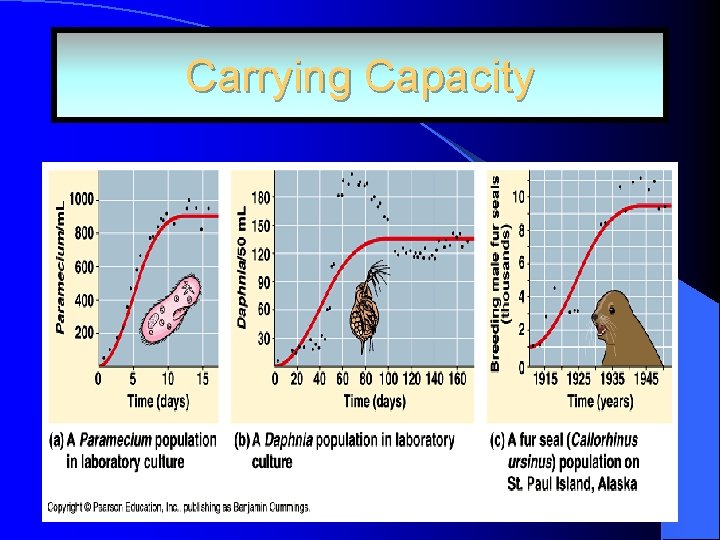 Carrying Capacity 