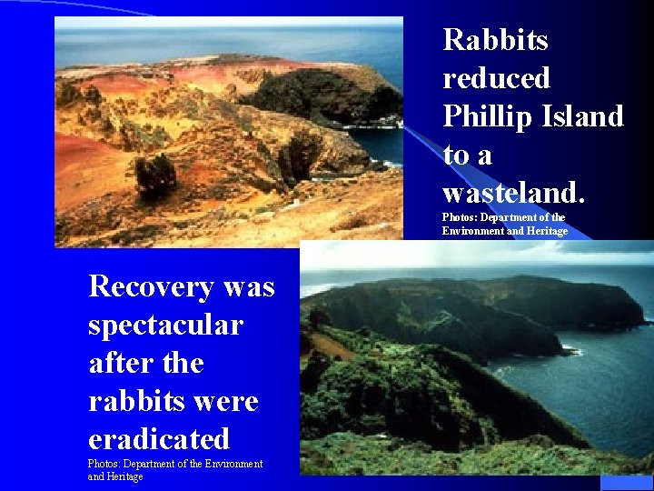 Rabbits reduced Phillip Island to a wasteland. Photos: Department of the Environment and Heritage