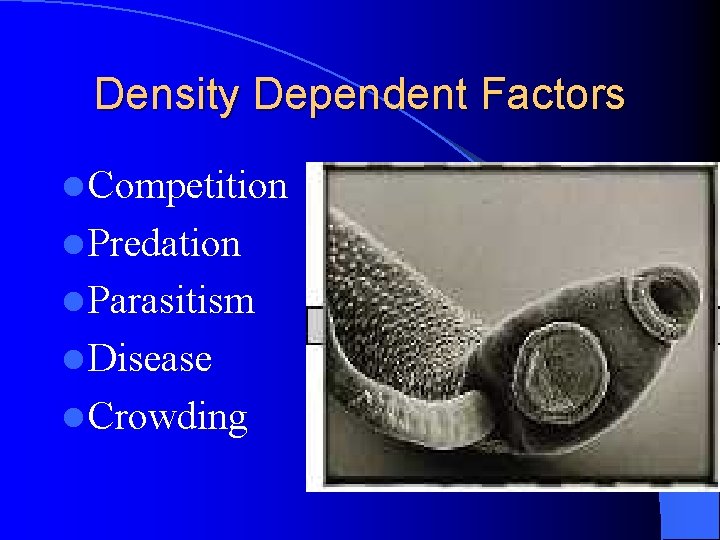 Density Dependent Factors l Competition l Predation l Parasitism l Disease l Crowding 