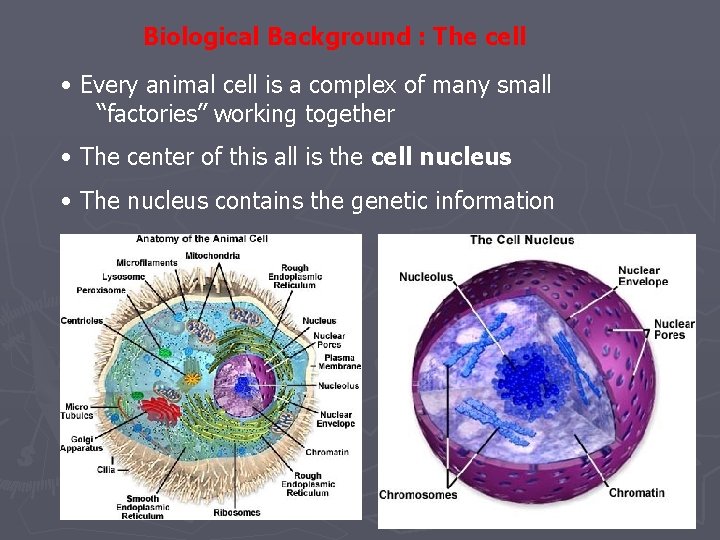 Biological Background : The cell • Every animal cell is a complex of many Biological Background : The cell • Every animal cell is a complex of many