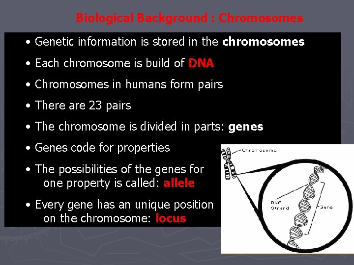 Biological Background : Chromosomes • Genetic information is stored in the chromosomes • Each Biological Background : Chromosomes • Genetic information is stored in the chromosomes • Each
