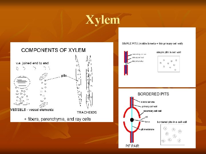 Xylem 