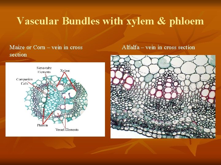 Vascular Bundles with xylem & phloem Maize or Corn – vein in cross section