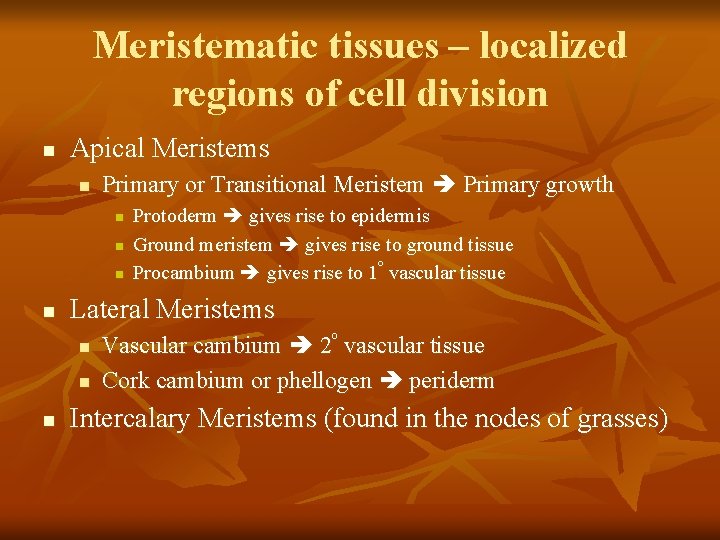 Meristematic tissues – localized regions of cell division n Apical Meristems n Primary or