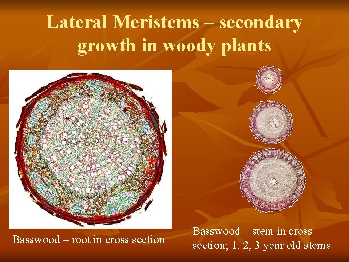 Lateral Meristems – secondary growth in woody plants Basswood – root in cross section