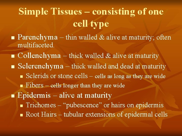 Simple Tissues – consisting of one cell type n Parenchyma – thin walled &