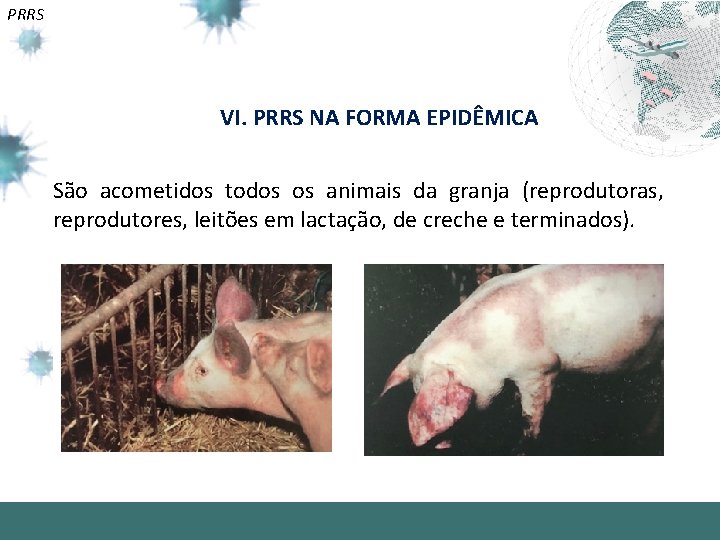 PRRS VI. PRRS NA FORMA EPIDÊMICA São acometidos todos os animais da granja (reprodutoras,