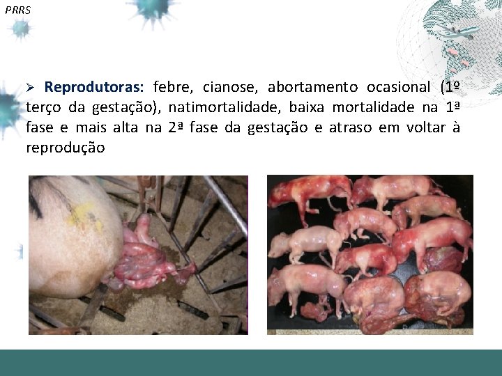 PRRS Reprodutoras: febre, cianose, abortamento ocasional (1º terço da gestação), natimortalidade, baixa mortalidade na
