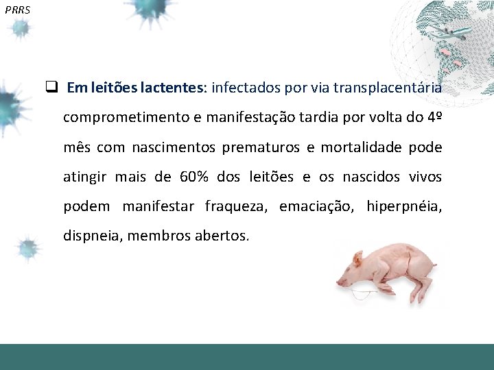 PRRS q Em leitões lactentes: infectados por via transplacentária comprometimento e manifestação tardia por