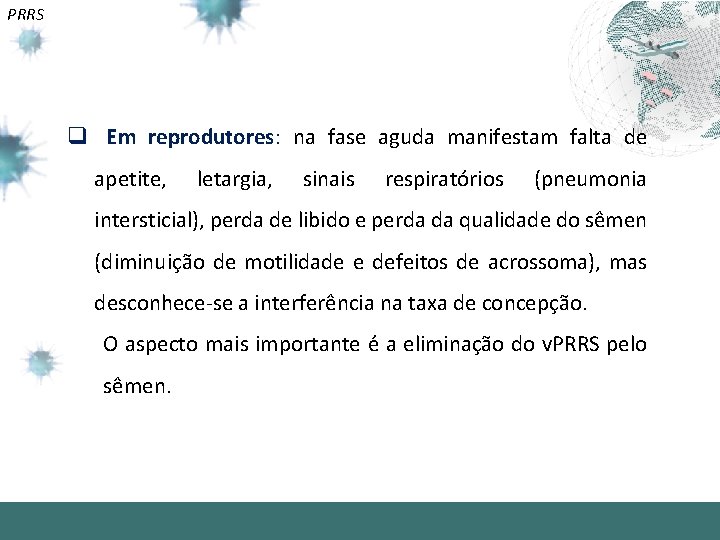 PRRS q Em reprodutores: na fase aguda manifestam falta de apetite, letargia, sinais respiratórios