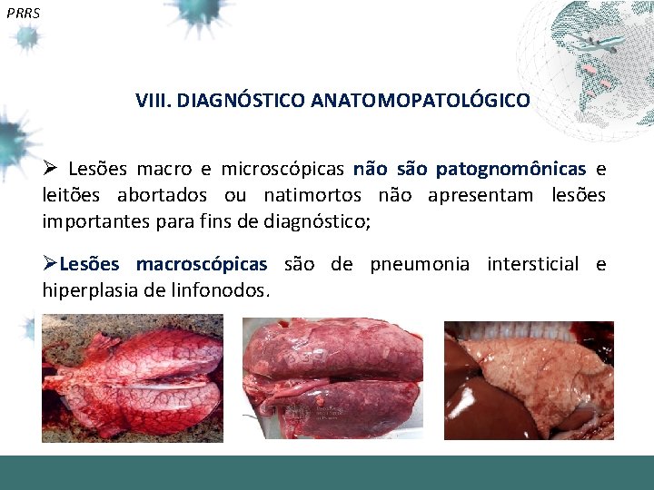 PRRS VIII. DIAGNÓSTICO ANATOMOPATOLÓGICO Ø Lesões macro e microscópicas não são patognomônicas e leitões