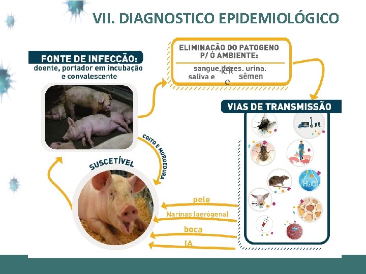 VII. DIAGNOSTICO EPIDEMIOLÓGICO leit e 