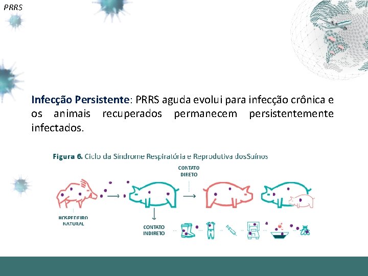 PRRS Infecção Persistente: PRRS aguda evolui para infecção crônica e os animais recuperados permanecem