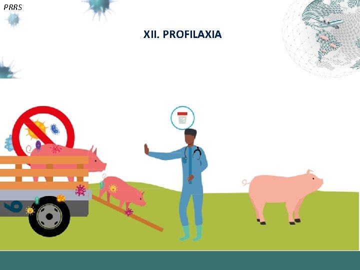 PRRS XII. PROFILAXIA 