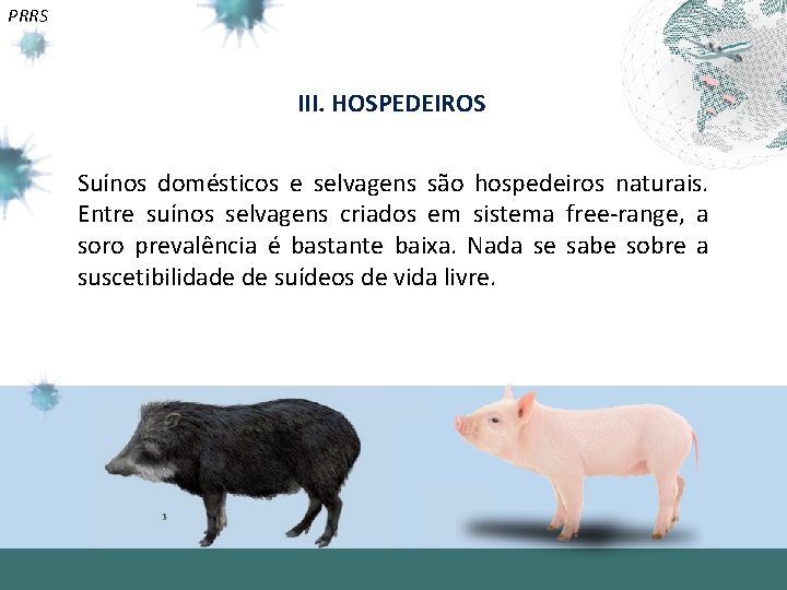 PRRS III. HOSPEDEIROS Suínos domésticos e selvagens são hospedeiros naturais. Entre suínos selvagens criados