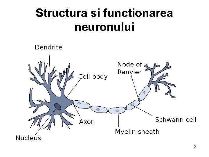 Structura si functionarea neuronului 3 