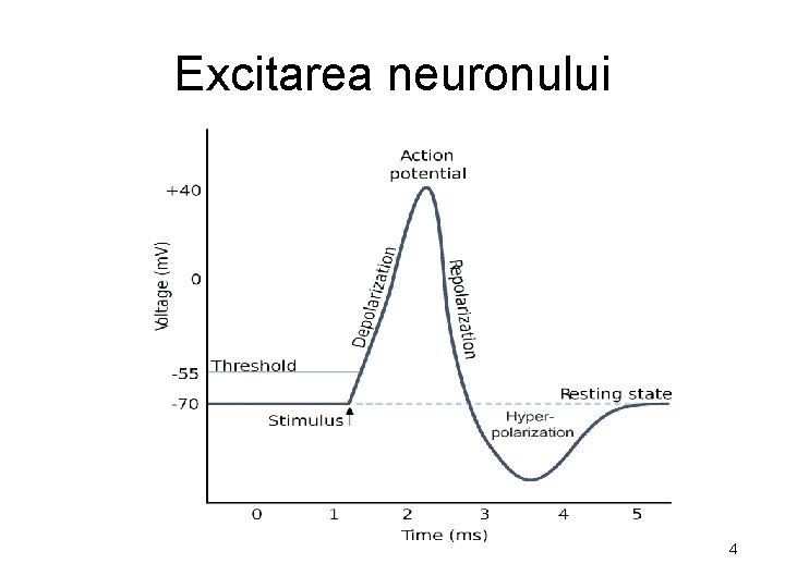 Excitarea neuronului 4 