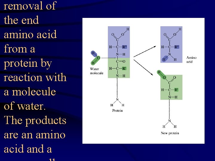 removal of the end amino acid from a protein by reaction with a molecule