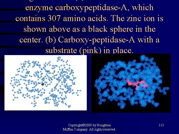 enzyme carboxypeptidase-A, which contains 307 amino acids. The zinc ion is shown above as