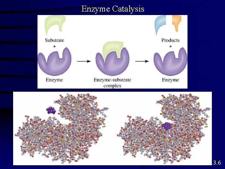 Enzyme Catalysis 13. 6 