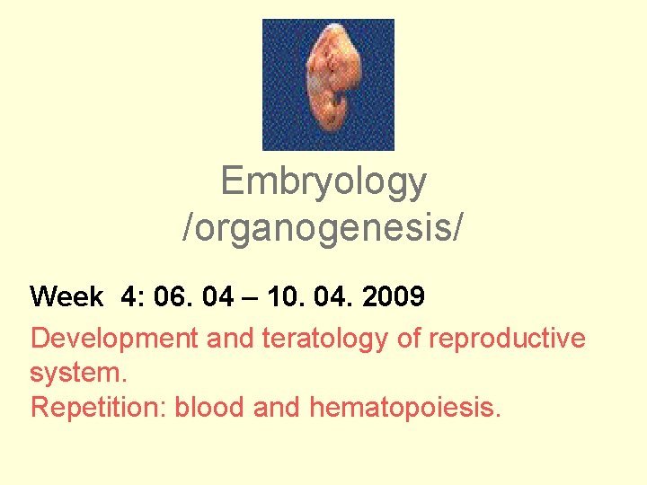 Embryology /organogenesis/ Week 4: 06. 04 – 10. 04. 2009 Development and teratology of