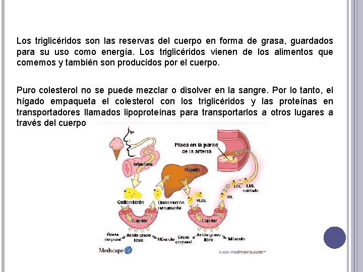 Los triglicéridos son las reservas del cuerpo en forma de grasa, guardados para su