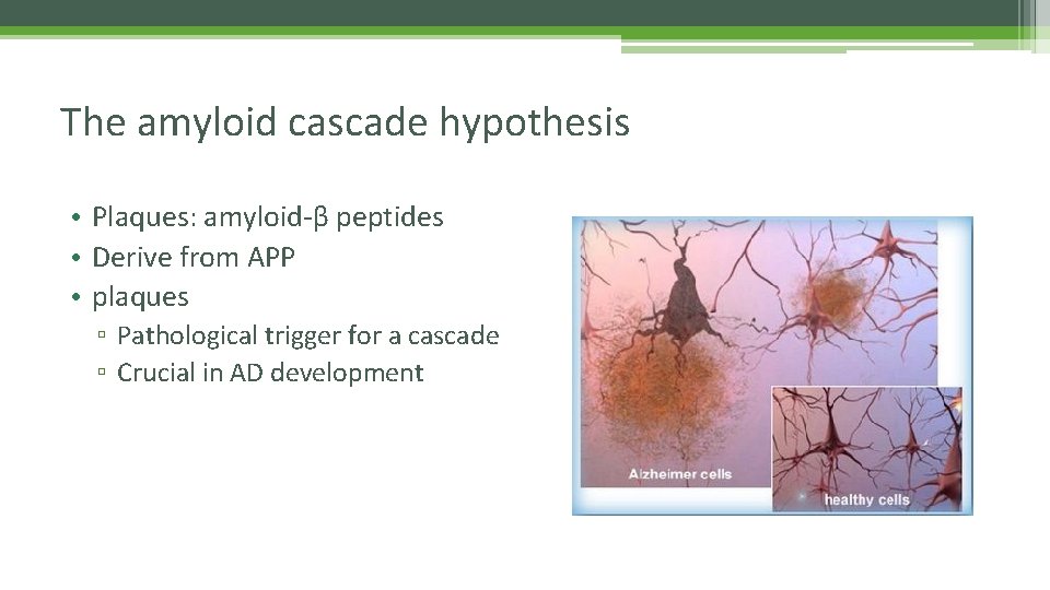 The amyloid cascade hypothesis • Plaques: amyloid-β peptides • Derive from APP • plaques