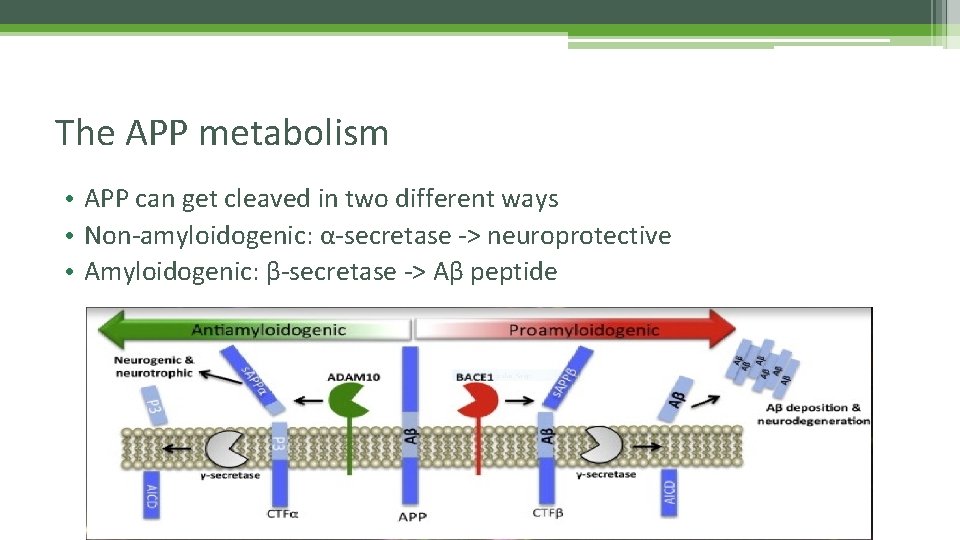 The APP metabolism • APP can get cleaved in two different ways • Non-amyloidogenic:
