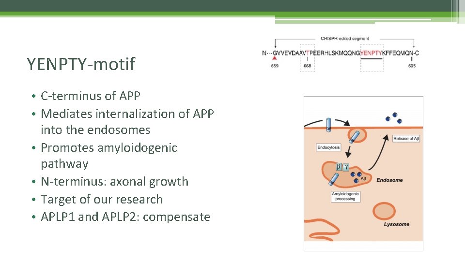 YENPTY-motif • C-terminus of APP • Mediates internalization of APP into the endosomes •