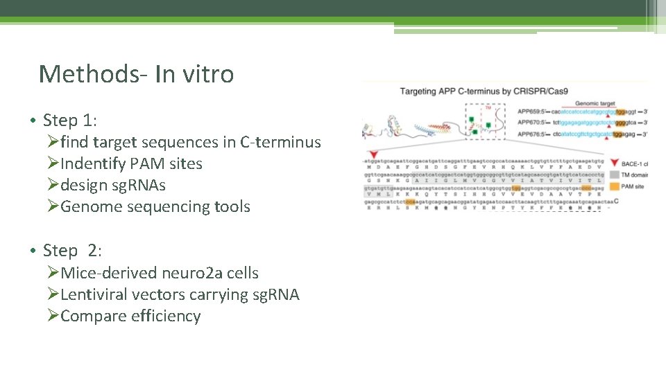 Methods- In vitro • Step 1: Øfind target sequences in C-terminus ØIndentify PAM sites