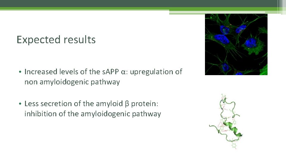 Expected results • Increased levels of the s. APP α: upregulation of non amyloidogenic