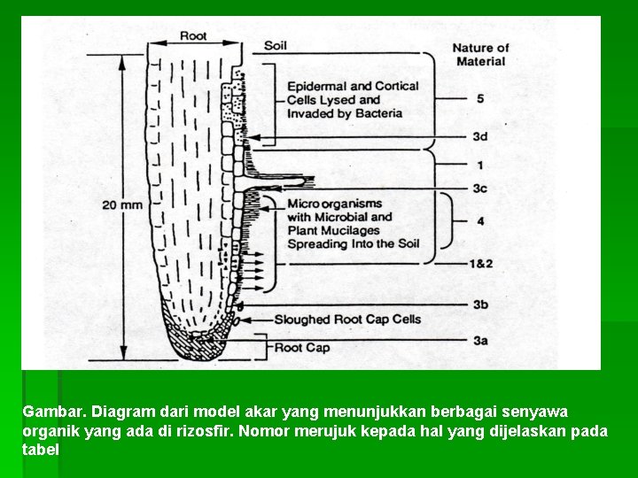 Gambar. Diagram dari model akar yang menunjukkan berbagai senyawa organik yang ada di rizosfir.