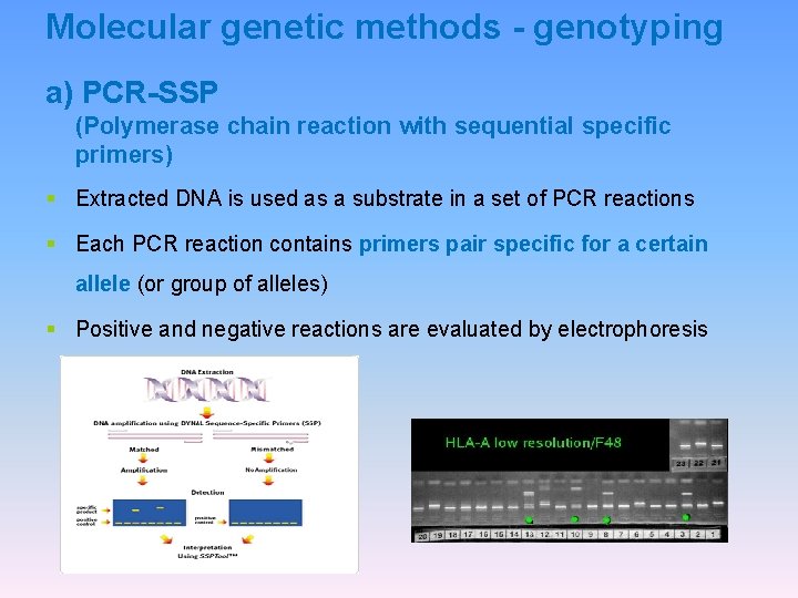 Molecular genetic methods - genotyping a) PCR-SSP (Polymerase chain reaction with sequential specific primers)