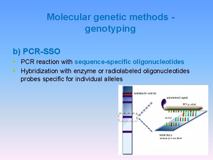 Molecular genetic methods genotyping b) PCR-SSO § PCR reaction with sequence-specific oligonucleotides § Hybridization Molecular genetic methods genotyping b) PCR-SSO § PCR reaction with sequence-specific oligonucleotides § Hybridization