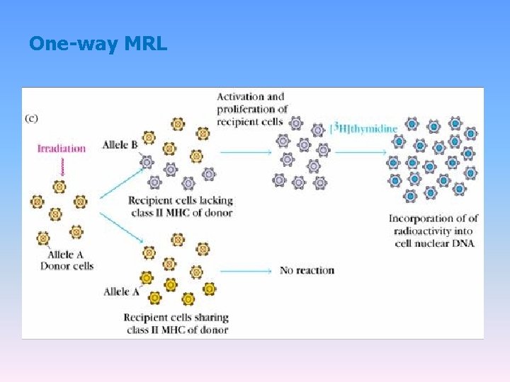 One-way MRL 