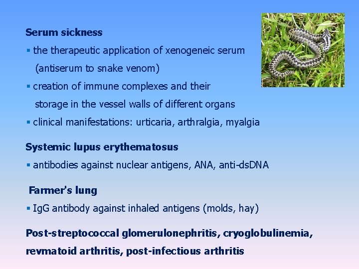 Serum sickness § therapeutic application of xenogeneic serum (antiserum to snake venom) § creation Serum sickness § therapeutic application of xenogeneic serum (antiserum to snake venom) § creation
