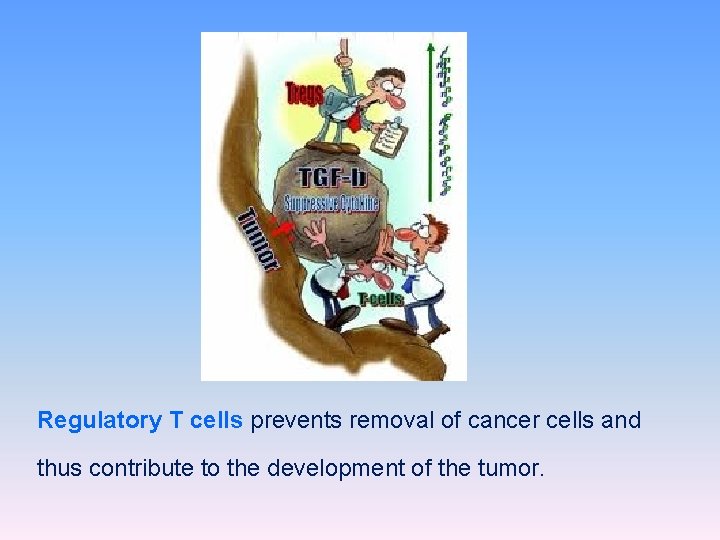 Regulatory T cells prevents removal of cancer cells and thus contribute to the development