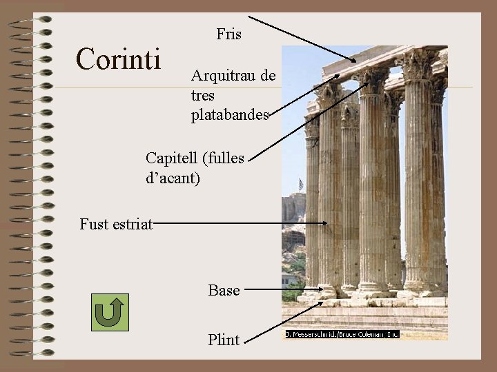 Corinti Fris Arquitrau de tres platabandes Capitell (fulles d’acant) Fust estriat Base Plint Corinti Fris Arquitrau de tres platabandes Capitell (fulles d’acant) Fust estriat Base Plint