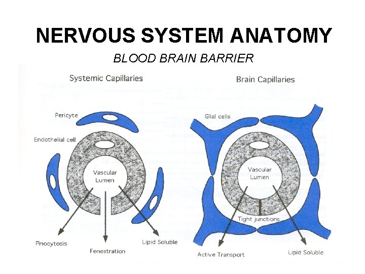 NERVOUS SYSTEM ANATOMY BLOOD BRAIN BARRIER 