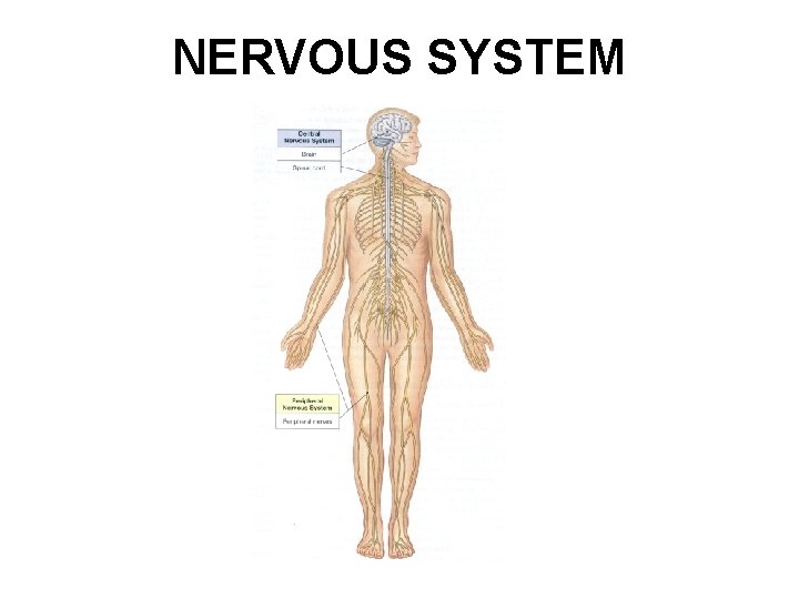 NERVOUS SYSTEM 