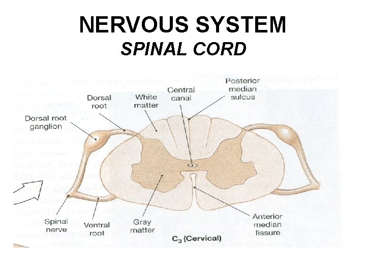 NERVOUS SYSTEM SPINAL CORD 