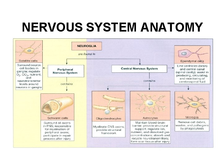 NERVOUS SYSTEM ANATOMY 