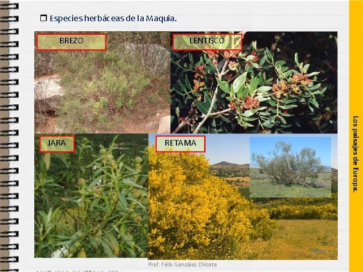 Especies herbáceas de la Maquia. BREZO JARA LENTISCO RETAMA Prof. Félix González Chicote Especies herbáceas de la Maquia. BREZO JARA LENTISCO RETAMA Prof. Félix González Chicote