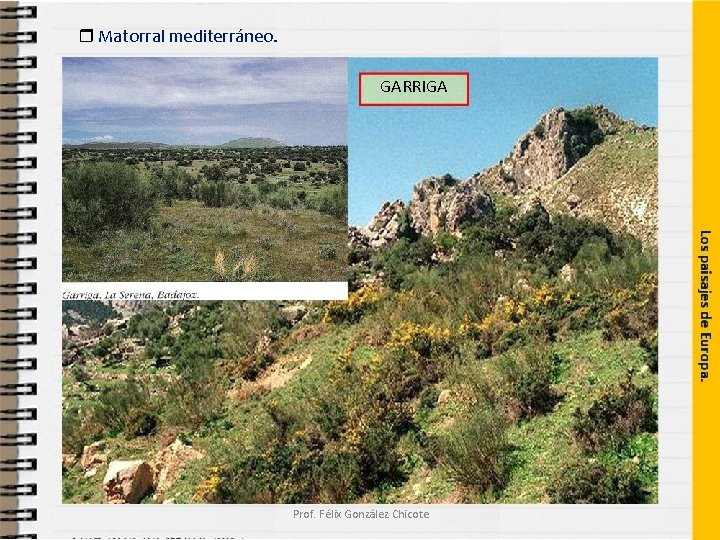  Matorral mediterráneo. GARRIGA Prof. Félix González Chicote 