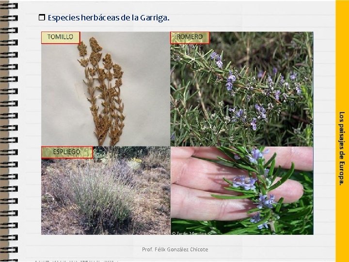  Especies herbáceas de la Garriga. Prof. Félix González Chicote 