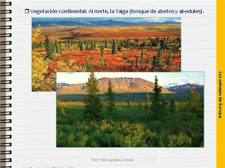  Vegetación continental: Al norte, la Taiga (bosque de abetos y abedules). Prof. Félix