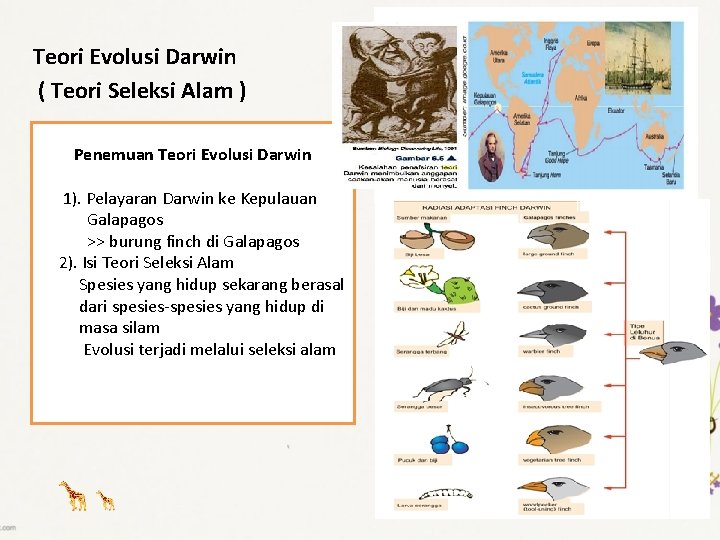 Teori Evolusi Darwin ( Teori Seleksi Alam ) Penemuan Teori Evolusi Darwin 1). Pelayaran