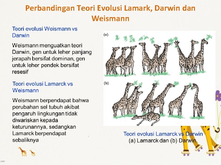 Perbandingan Teori Evolusi Lamark, Darwin dan Weismann 